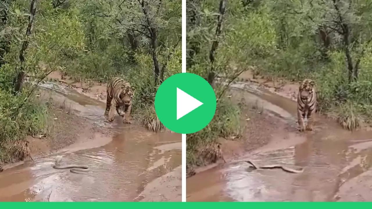 किंग कोब्राला पाहताच वाघ सरला मागे, फणा काढताच काय झाले पहा व्हिडिओ