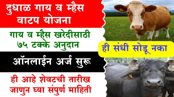 गाई म्हशी खरेदीसाठी महाराष्ट्र शासनातर्फे मिळणार 75 टक्के अनुदान